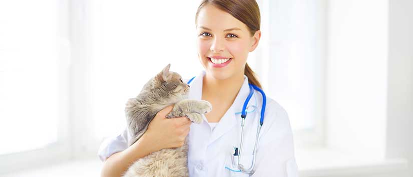 Imagen Email marketing para veterina